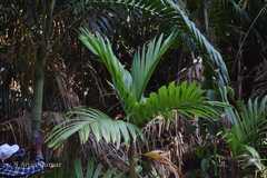 Areca triandra